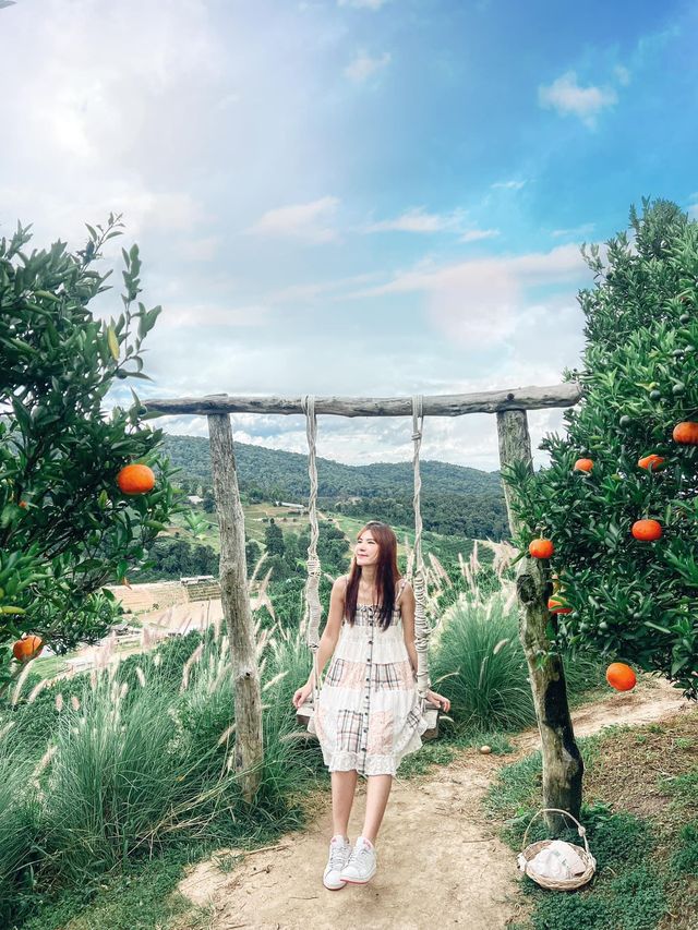 JINJU the orange farm สวนส้มเชียงใหม่ฟีลเกาหลี