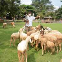 Alpaca Hill 