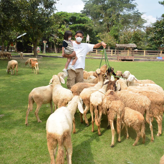 Alpaca Hill 