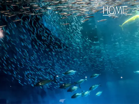 參觀名古屋港水族館🪼🐬🚢