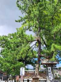 【阿蘇神社:熊本県阿蘇市】2000年の歴史を持つ阿蘇神社⛩️
