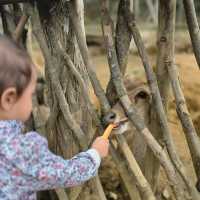 bandung trip highlight : ranca upas! (family friendly)