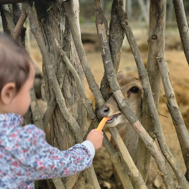 bandung trip highlight : ranca upas! (family friendly)