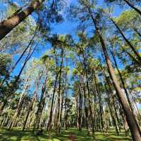 🌲สวนสนแม่แตง เชียงใหม่