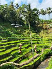 🌳 Rice Paddy Field