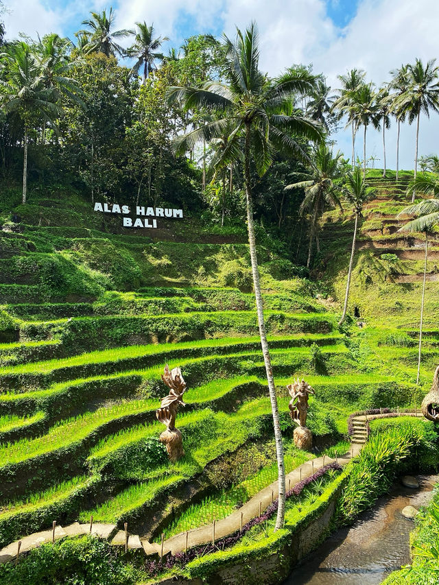 🌳 Rice Paddy Field