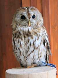 大阪貓頭鷹 Café 🦉 Owl Café 🦉