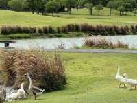 🌳Rancho Charnvee Resort & Country Club