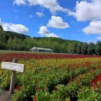 Hokkaido travel itinerary and tips