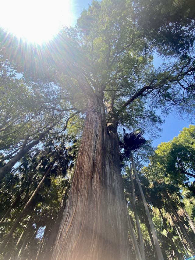 享受南半球的春天🌺🪴墨爾本皇家植物園