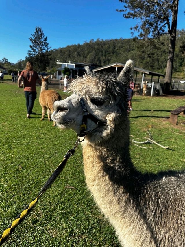 🇦🇺 Alpaca encounters in Queensland, Australia
