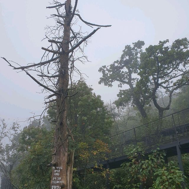 평창. 진부의 발왕산, 오대산 월정사 여행
