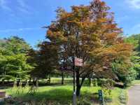 Shinjuku Gyoen National Garden: A Serene Oasis Amidst the Urban Jungle