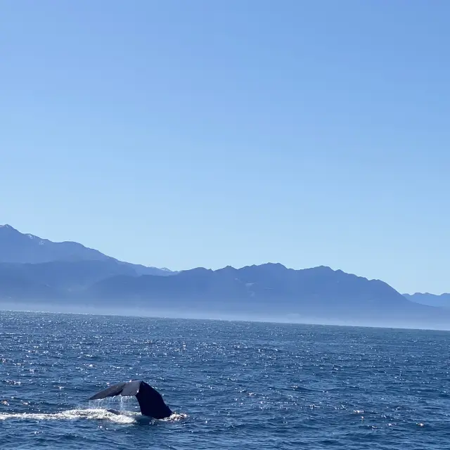 Whale Watching in Kaikoura, New Zealand