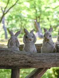 【期間限定】感動の絶景広がる🌼 欲張りに2種類たのしむのがおすすめ🫶🏻🌸✨ 