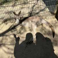 雪梨野生動物園0距離接觸