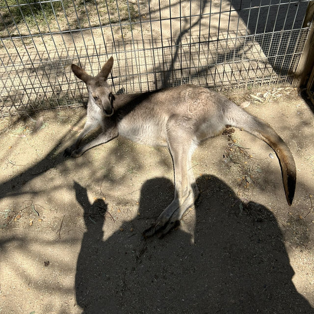 雪梨野生動物園0距離接觸