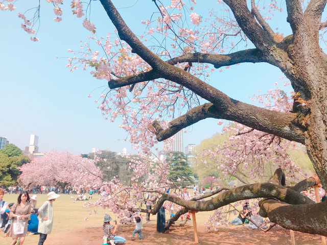日本🇯🇵東京新宿御苑賞櫻花🌸