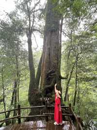 まるで もののけな パワースポット🌳