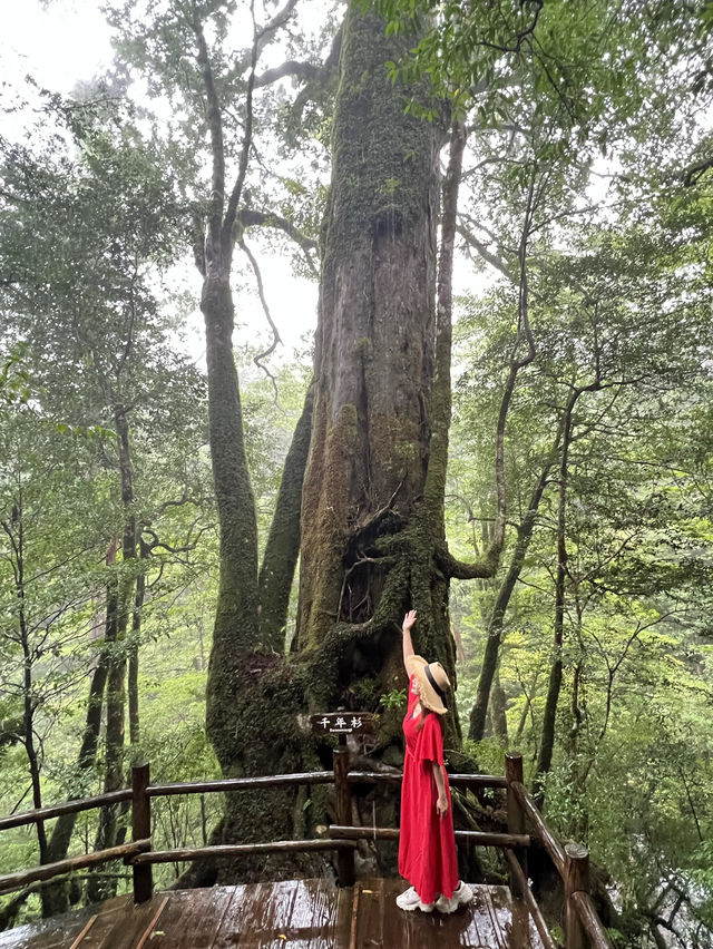 まるで もののけな パワースポット🌳