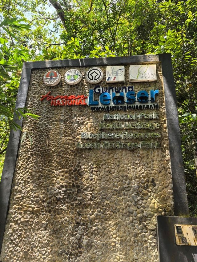 Encounter Orang Utan in Gunung Leuser National Park