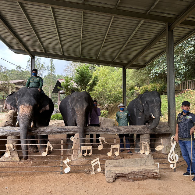 Elephant Encounters and Jungle Fun: My Day at Kenyir Elephant Conservation Village!