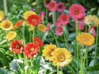 【シンガポール】緑と花のアミューズメント💐