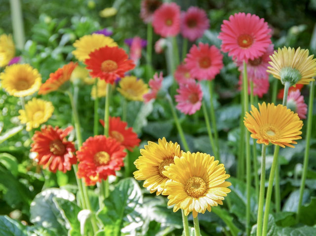 【シンガポール】緑と花のアミューズメント💐
