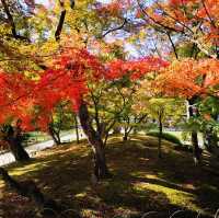 Autumn Magic: A Colorful Escape at Okayama Korakuen Garden!