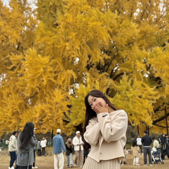 황금빛 사랑을 품은 거목, 원주 반계리 은행나무와 함께하는 가을 데이트