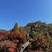 Fall in Hwadamsup, Korea