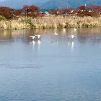 白鳥🦢を間近で見る体験