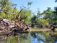 Khlong Sang-Ne คลองสังเน่ห์ (ป่าไทรโบราณ) พังงา