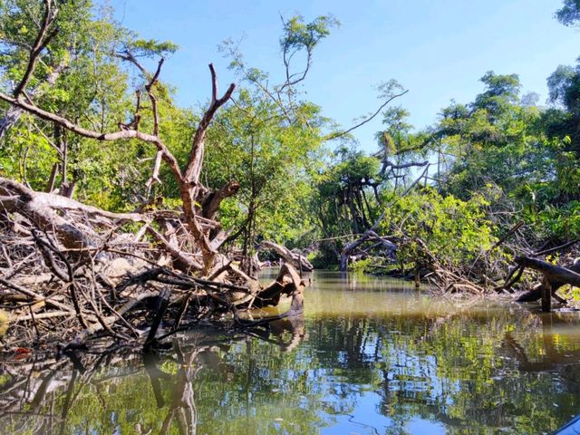 Khlong Sang-Ne คลองสังเน่ห์ (ป่าไทรโบราณ) พังงา