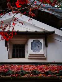 【紅葉特集】緑・黄・橙・赤のコントラストがすごい‼️日本初のあれがあるスポット🍁