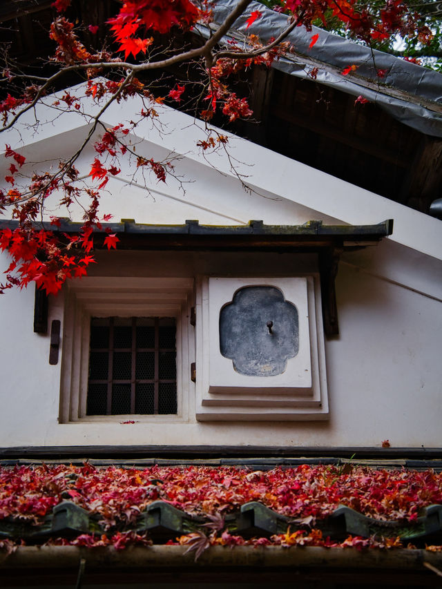 【紅葉特集】緑・黄・橙・赤のコントラストがすごい‼️日本初のあれがあるスポット🍁