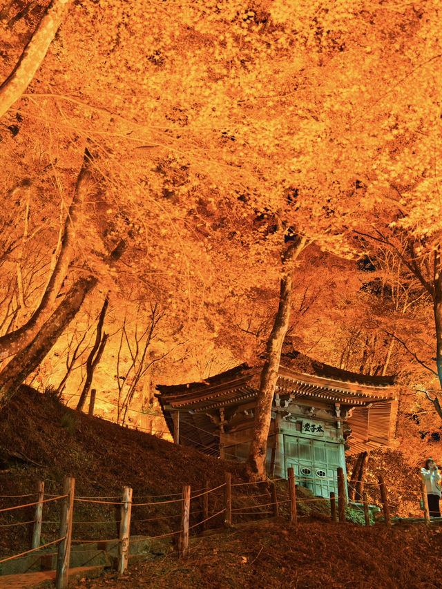 【紅葉特集】これ無料でいいの⁉️一生に一度は見たい紅葉ライトアップ🍁✨