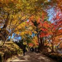 醉人的紅葉銀河，漫步千年古剎「中尊寺」