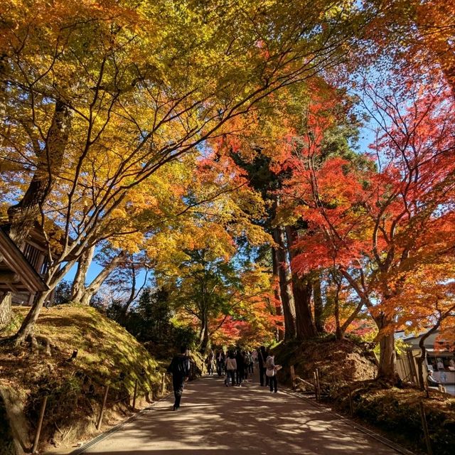 醉人的紅葉銀河，漫步千年古剎「中尊寺」