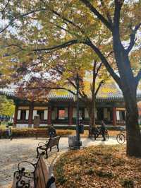 은행잎 가득히 떨어져 가을느낌 가득한 감영공원🌳