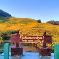 เหลืองอร่ามบานสพรั่ง ทุ่งบัวตองดอยแม่อูคอ