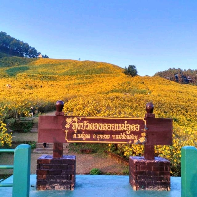 เหลืองอร่ามบานสพรั่ง ทุ่งบัวตองดอยแม่อูคอ