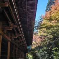 日本紅楓季秘境，漫步書寫山。