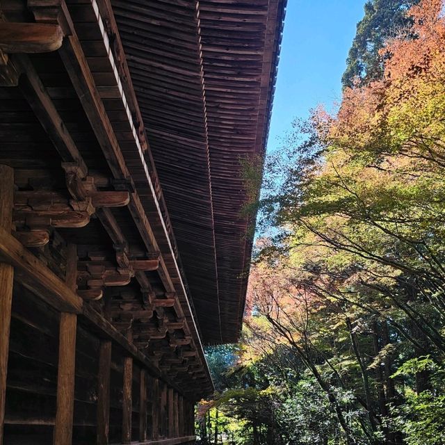 日本紅楓季秘境，漫步書寫山。