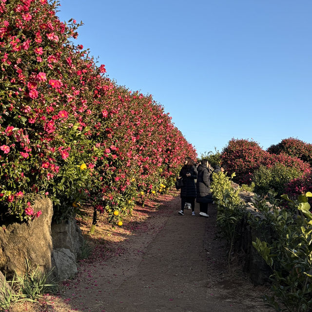 제주 겨울여행 필수코스 동백포레스트🌺