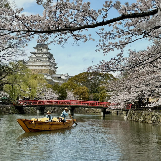 櫻花季的姬路城之旅