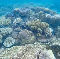 Soaring Above and Diving Below: My Spectacular Day at the Great Barrier Reef!
