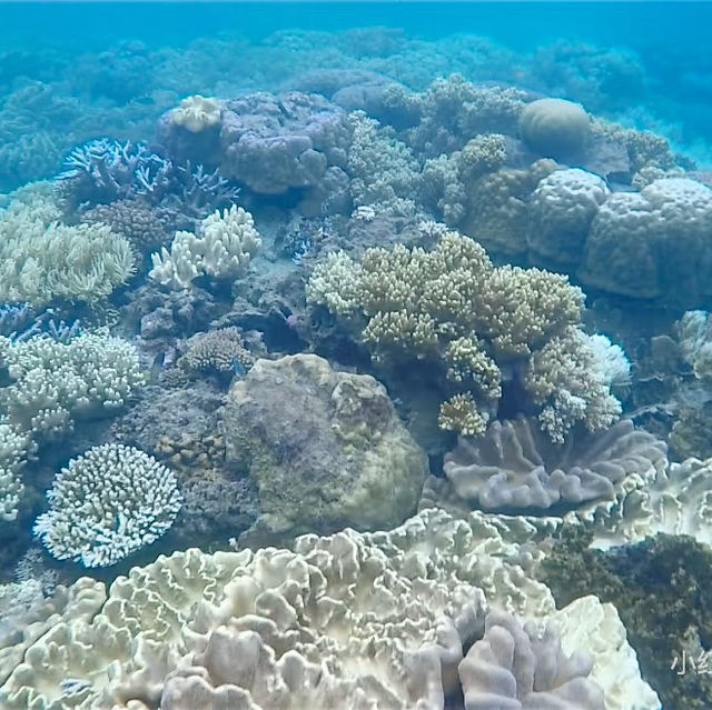 Soaring Above and Diving Below: My Spectacular Day at the Great Barrier Reef!