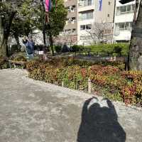 ซากุระบาน ที่  Sumida park  Asakusa