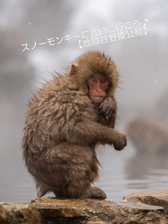 スノーモンキーに会いに行こう♪【地獄谷野猿公苑】